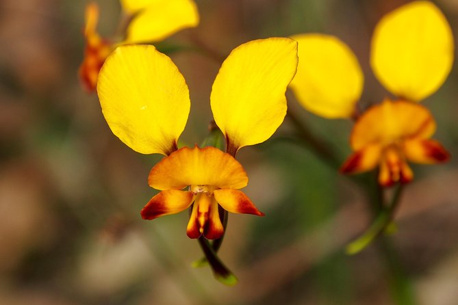 Orchids and Wildflowers Photographic Day tour from Perth - Four to six flower stops, each with a different chance