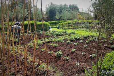 Organic Moroccan Cooking Class At Secret Berber Garden CT