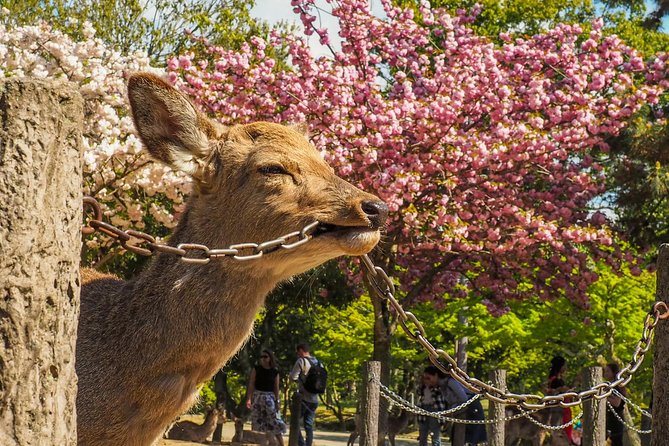 Osaka Private Cherry Blossom Tour with a Local – Picnic Included - What the private host adds