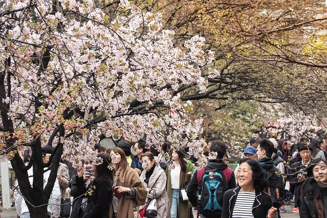 Osaka Private Cherry Blossom Tour with a Local – Picnic Included - Price, timing, and practical tradeoffs