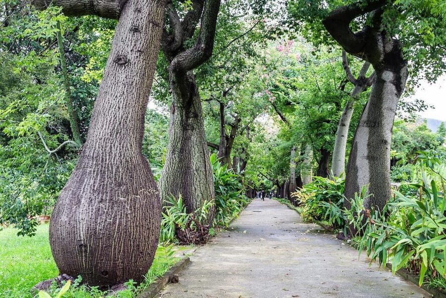 Palermo: Botanical Garden Entry Ticket and Palermo Audio App - Palermo’s 1789 Garden by the Sea