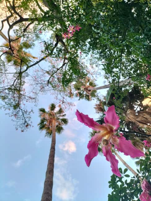 Palermo: Guided Tour of the Botanical Garden - Key points to know before you go