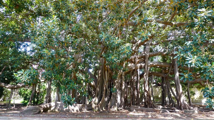 Palermo: Guided Tour of the Botanical Garden - Why Palermo’s Botanical Garden deserves 90 minutes