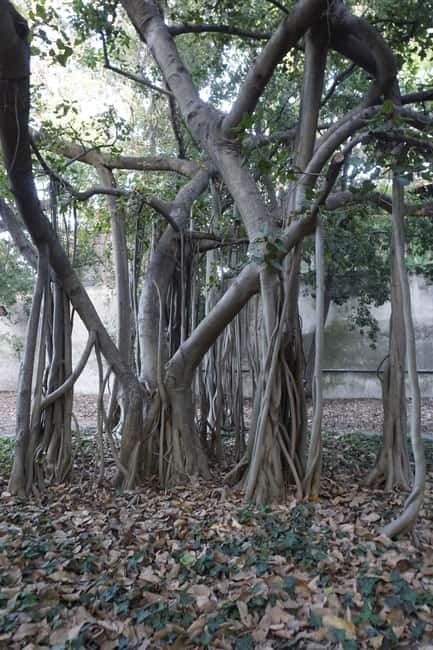 Palermo: Guided Tour of the Botanical Garden - The Tineo Room adds a human chapter