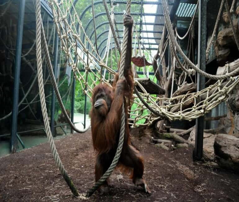 Paris: Ménagerie Zoo of Jardin des Plantes Entrance Ticket - What You Will See Along the Paths