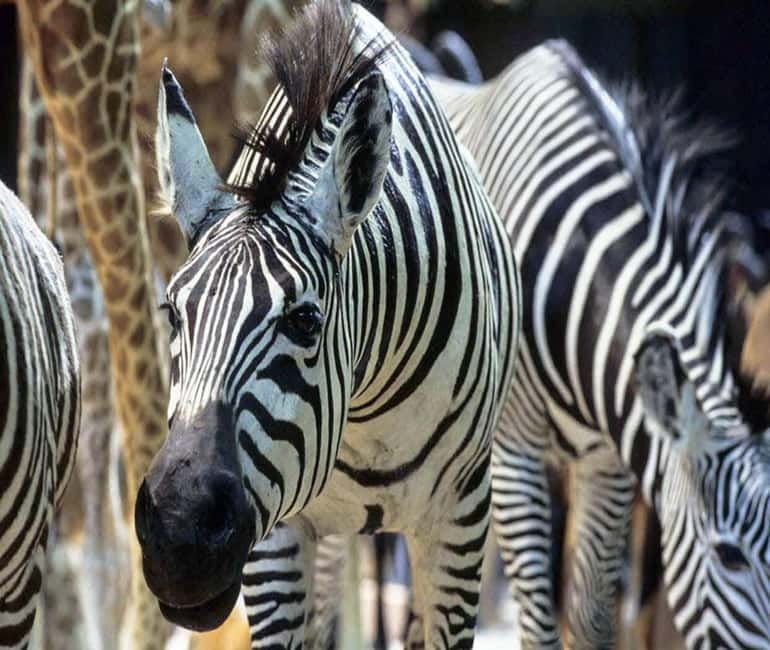 Paris: Ménagerie Zoo of Jardin des Plantes Entrance Ticket - Spring Births and the Best Time to Visit