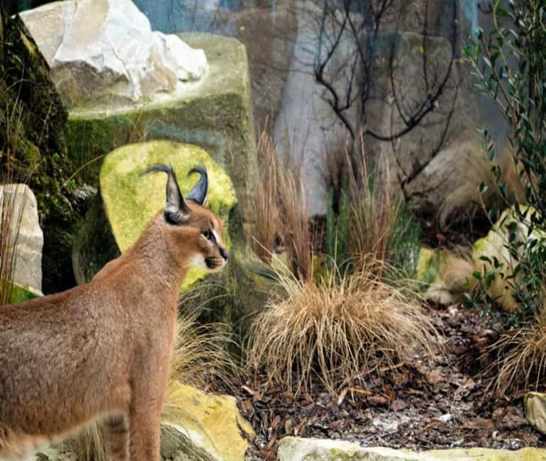 Paris: Ménagerie Zoo of Jardin des Plantes Entrance Ticket - Conservation You Can See, Not Just Read About