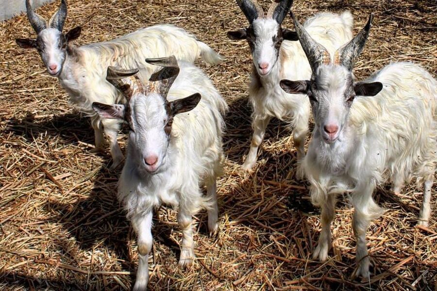 Partinico: Farm's Animals and Aromatic Garden Experience - Languages, access, and practical planning