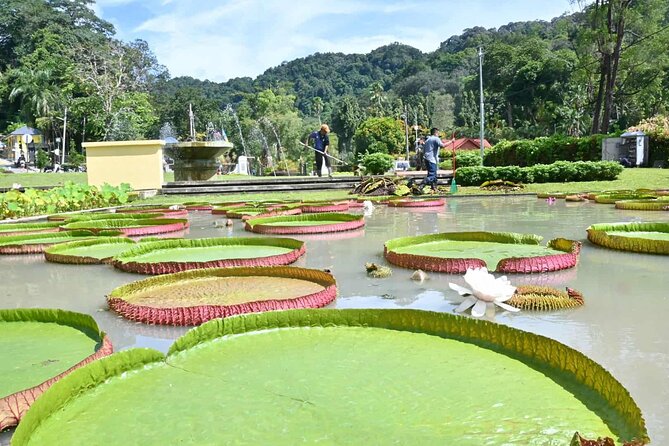 Penang Nature Escape: Penang Hill, Botanical Gardens & Ferringhi - Who should book this Penang nature tour?