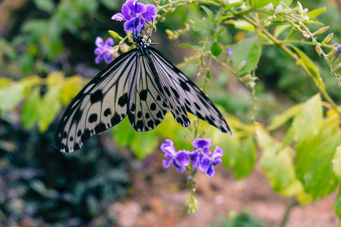 Penang Round Island Tour With Tropical Spice Garden & Entopia Butterfly Farm - Key points at a glance