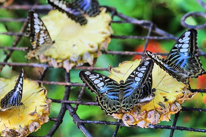 Penang Round Island Tour With Tropical Spice Garden & Entopia Butterfly Farm - Walking through the Tropical Spice Garden