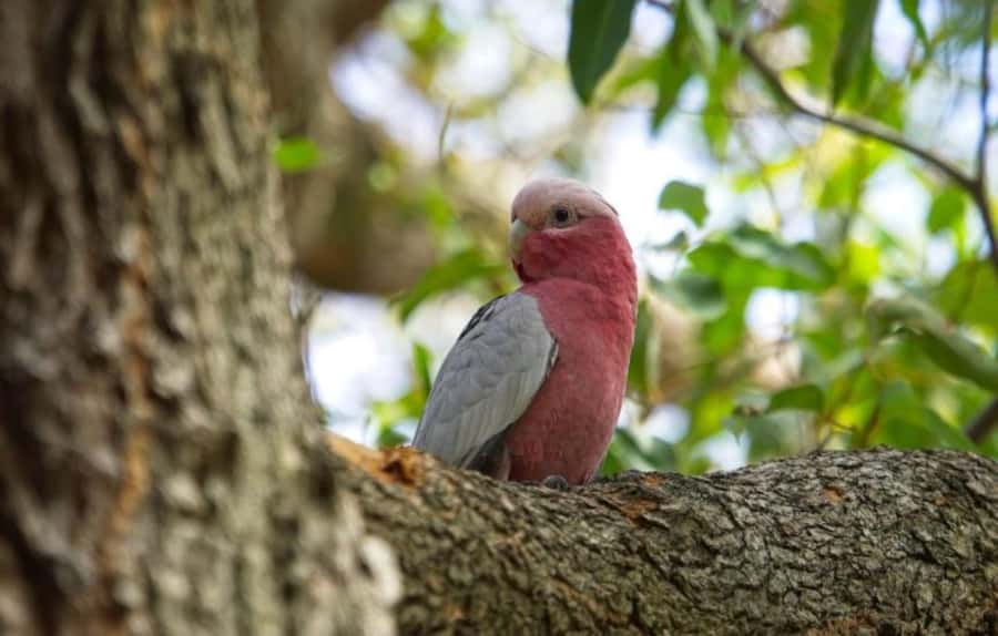 Perth: Kings Park Botanicals & Beyond Guided Hike - Beginning with remembrance and local stories