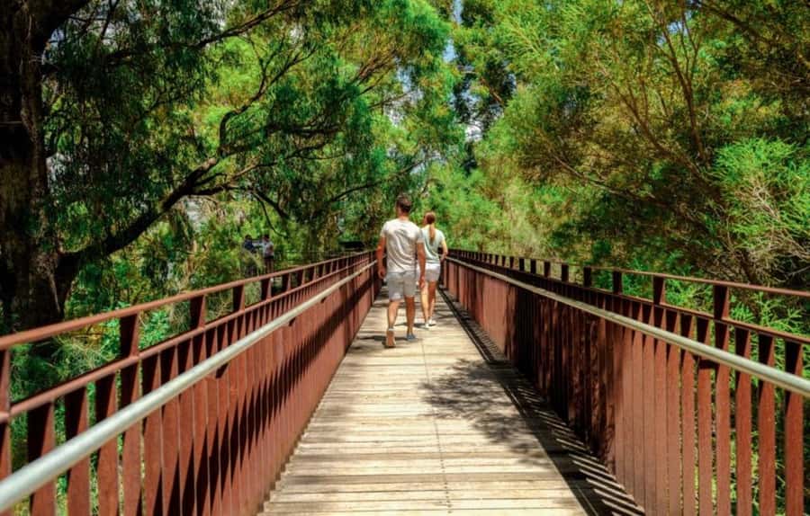 Perth: Kings Park Botanicals & Beyond Guided Hike - Meeting Gija Jumulu, the ancient Boab