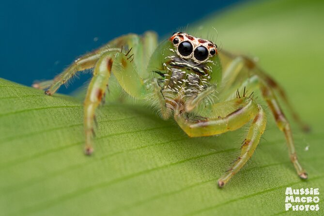Photography and Nature in Cairns Botanic Gardens Let's Go Buggin - Why the maximum of eight matters