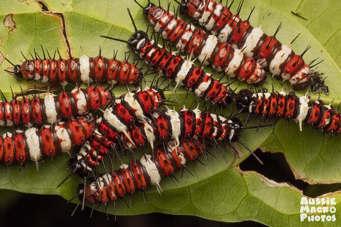 Photography and Nature in Cairns Botanic Gardens Let's Go Buggin - Is $57.38 good value?