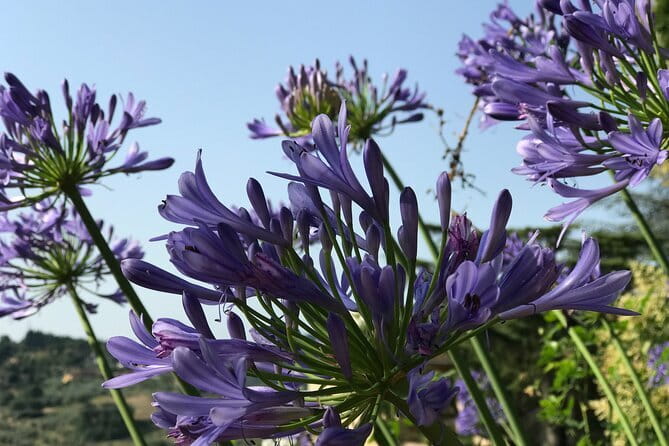 Pitti Palace & Boboli gardens tour with a Local Guide - Italian art from Canova to the Macchiaioli