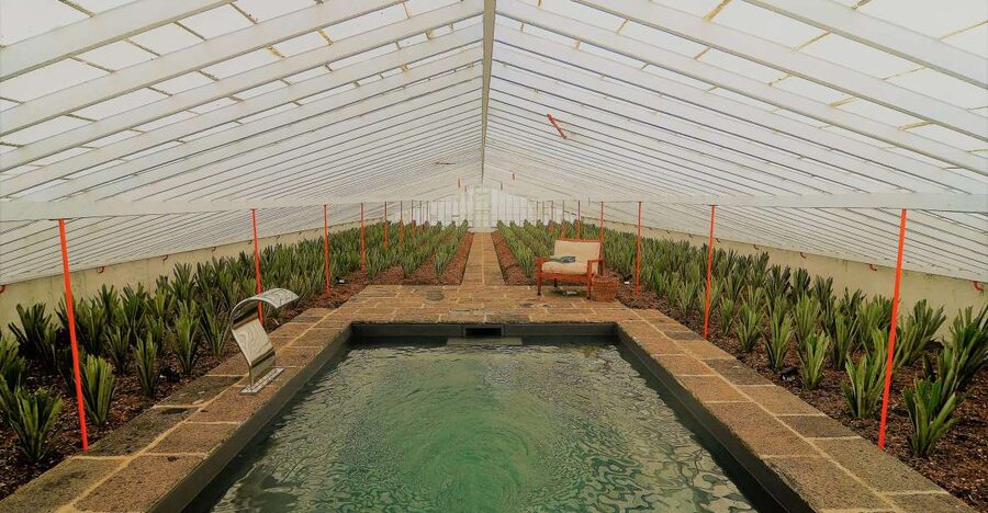 Ponta Delgada: Greenhouse Hot Tube with Pineapple Tour - The 36°C greenhouse pool