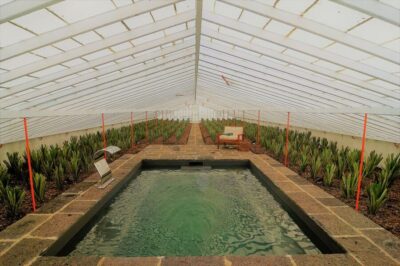 Ponta Delgada: Greenhouse Hot Tube with Pineapple Tour