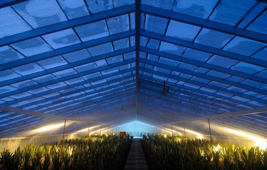 Ponta Delgada: Greenhouse Hot Tube with Pineapple Tour - Is $41 good value?