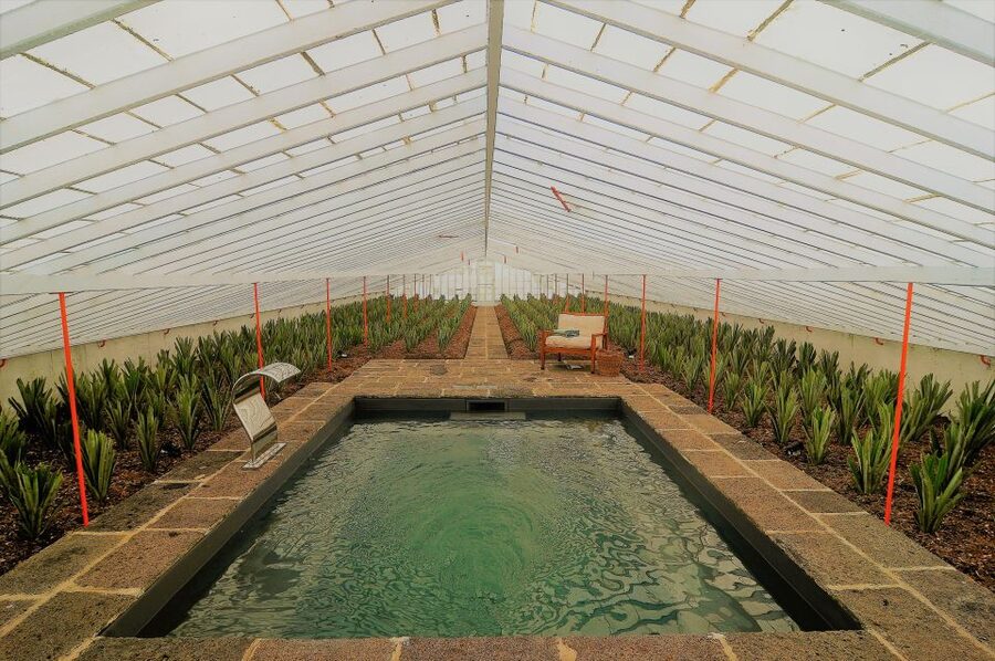 Ponta Delgada: Greenhouse Hot Tube with Pineapple Tour - Arriving at Herdade do Ananás at 3pm