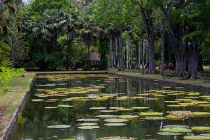 Port Louis and Pamplemousses Garden - A full day trip - Is $113 a fair price?