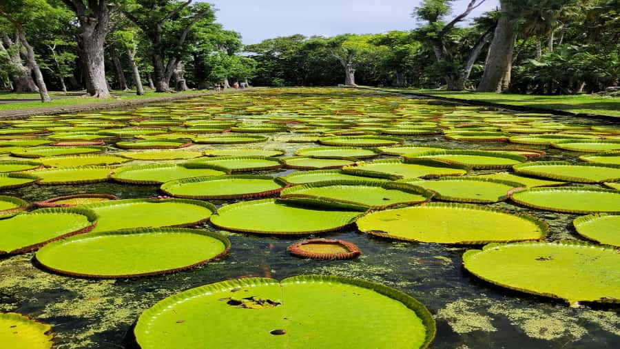 Port Louis Market, Botanical Garden -Northern Mauritius Tour - What this nine-hour northern Mauritius tour is really like
