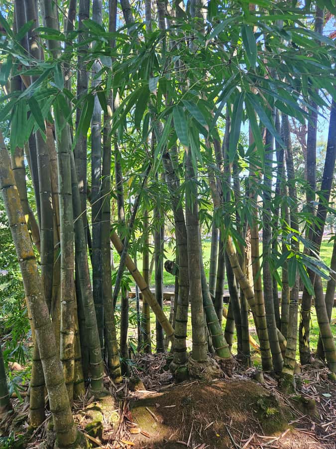 Port Louis: Mont Choisy, Botanical Garden, and Church Tour - Price, timing, and what you actually receive
