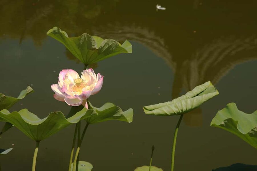Portland: Lan Su Chinese Garden General Admission Ticket - The best time to visit