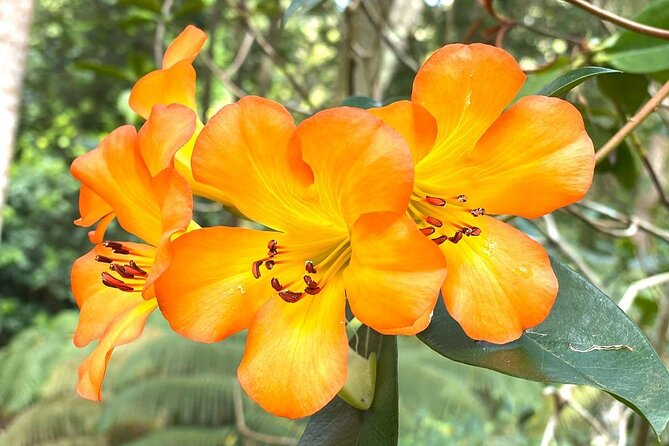 Princeville Botanical Gardens Tour and Chocolate Tasting Ticket - The shaded chocolate tasting