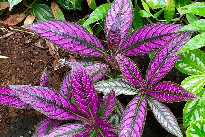 Princeville Botanical Gardens Tour and Chocolate Tasting Ticket - How difficult is the walk?