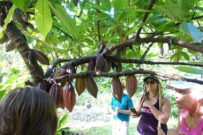 Princeville Botanical Gardens Tour and Chocolate Tasting Ticket - What to bring and what to skip