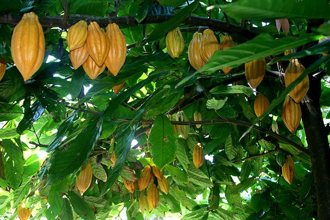 Princeville Botanical Gardens Tour and Chocolate Tasting Ticket - Starting on the upper terraces