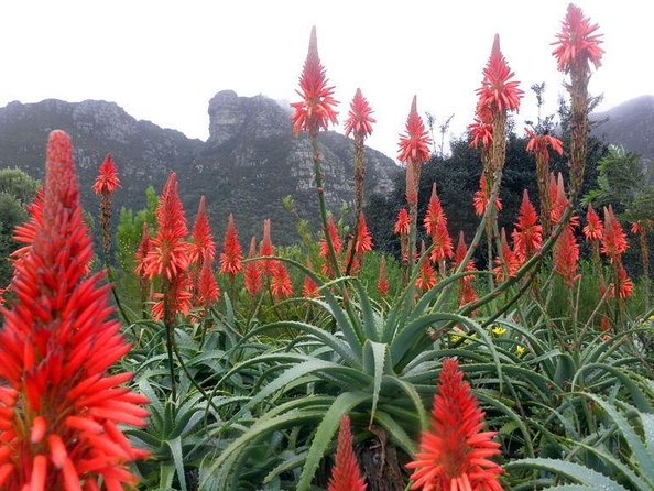 Private Cape Peninsula + Kirstenbosch Garden Full Day Guided Tour - Key points to know before booking