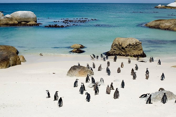 Private Cape Peninsula + Kirstenbosch Garden Full Day Guided Tour - Cape Point: the day’s big scenic stop