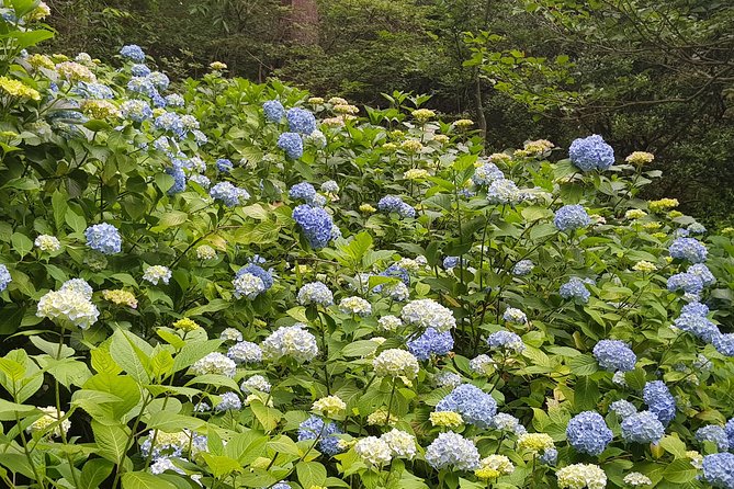 Private Car Day Trip to the Kobe Mountains, Gardens and Hot Springs from Osaka - Two hours at Arima Onsen