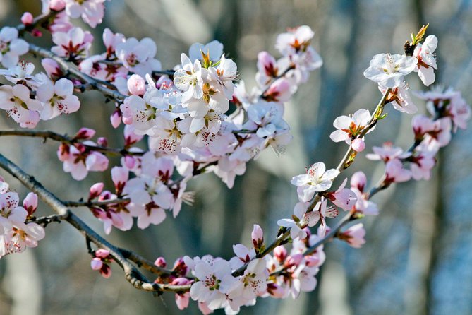 Private Customized Beijing Garden Tour - Why a private garden day works in Beijing
