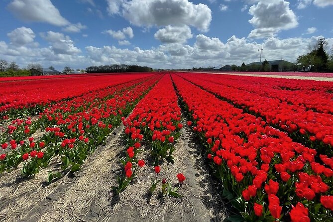 Private Day Tour to Keukenhof Gardens - from Amsterdam/Rotterdam - Choosing Delft, Haarlem, windmills, or a farm