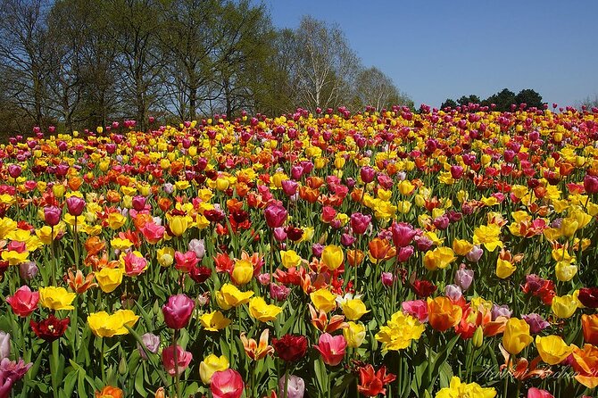 Private Day Trip to Keukenhof Gardens with Entrance Tickets - Why Keukenhof works so well as a day trip