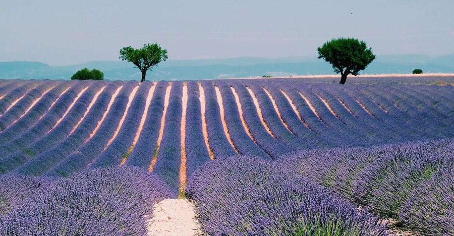 Private Day Trip to Provence and Lavender Fields - Sainte-Maximin and the Basilica of Saint Mary Magdalene