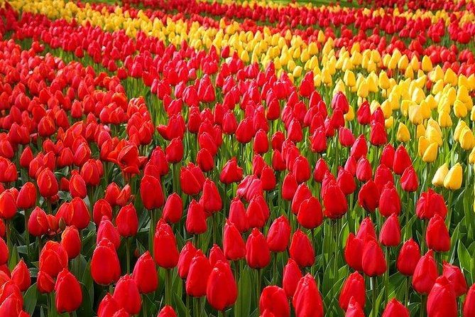 Private Day Trip to the Keukenhof Gardens and Giethoorn - Keukenhof: three hours among the tulips