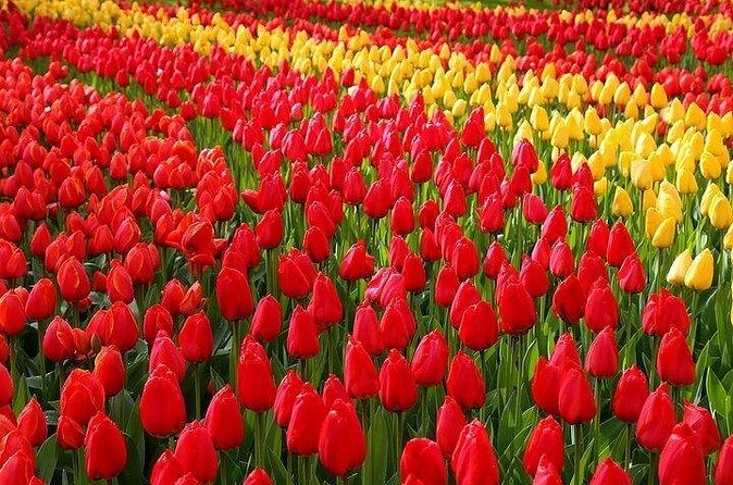 Private Day Trip to the Keukenhof Gardens and Giethoorn - Who will get the most from this day?