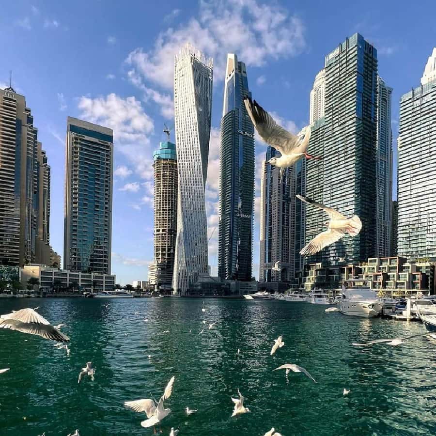 Private Dubai CityTour with Miracle Garden or Global Village - Choosing Miracle Garden, Global Village, or Dubai Frame