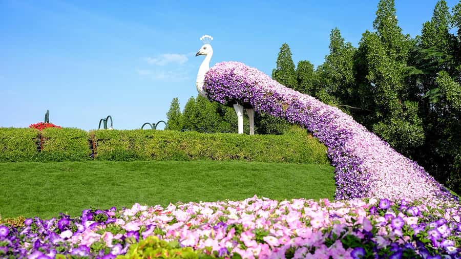 Private Dubai Frame & Miracle Garden Trip with Transfer - Why pair Dubai Frame with Miracle Garden?