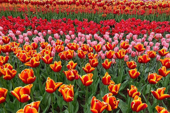 Private Flower Tour to the Keukenhof - Practical details before you book
