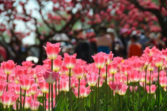 Private Garden Tour: The Summer Palace and Beijing Botanical Garden - Hall of Benevolence and Longevity