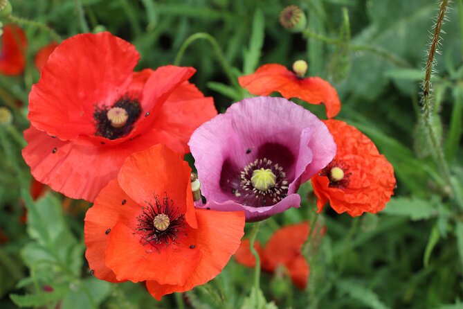 Private Giverny Roundtrip and Entrance Ticket from Paris - The Japanese garden and time for your own pace