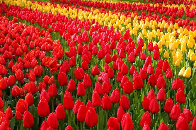Private Half-Day Trip From Amsterdam to The Tulip Fields in Keukenhof - Why Keukenhof Makes a Good Half-Day Escape