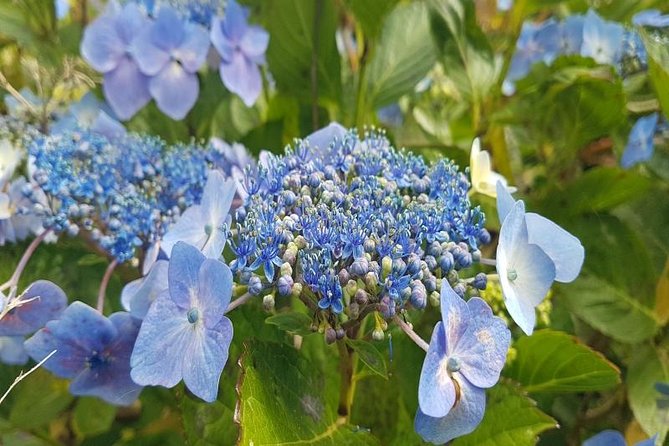 Private Halfday Flower Palheiro Gardens Tour - Tea, apple pie, and what is not included