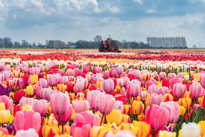 Private Keukenhof Gardens and Tulip Fields Tour from Amsterdam - Why this private Keukenhof tour works
