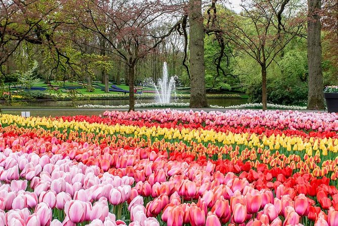 Private Keukenhof Park and Tulip Fields Tour (Skip-The-Line) - What the private car adds